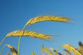 Rye with blue sky in background Royalty Free Stock Photo